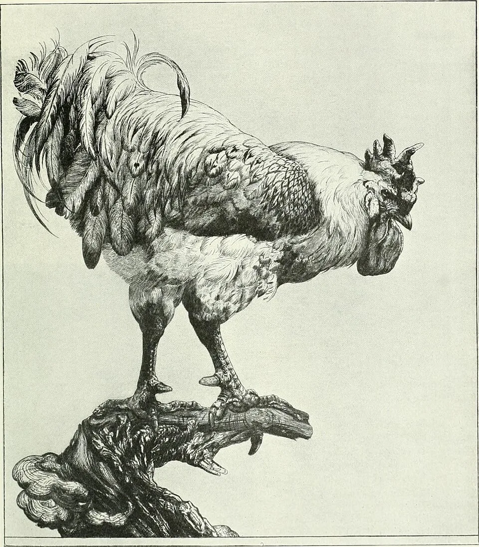 Edward J. Detmold