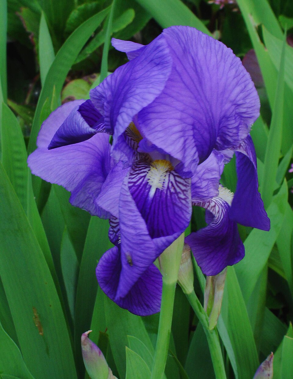 Iris