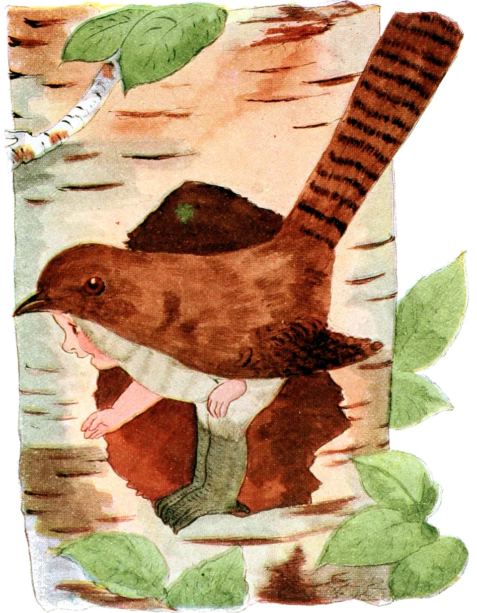 Jenny Wren