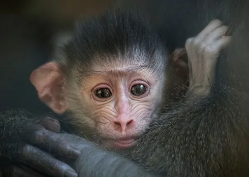 La Zoo
