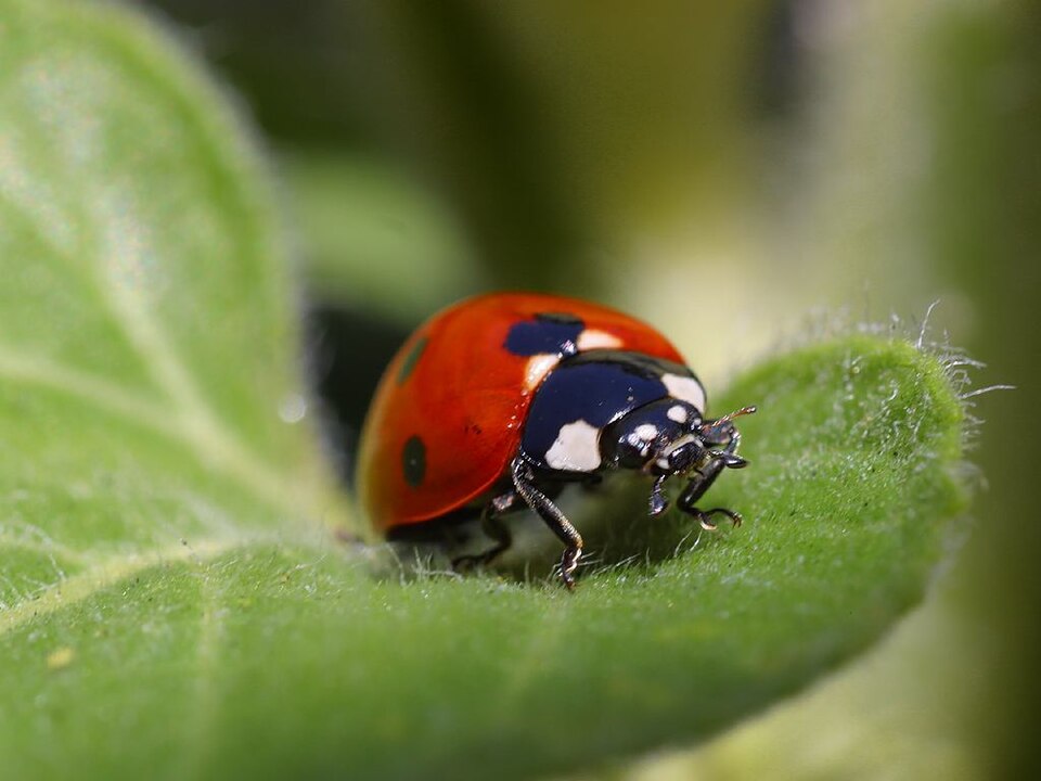 Ladybird