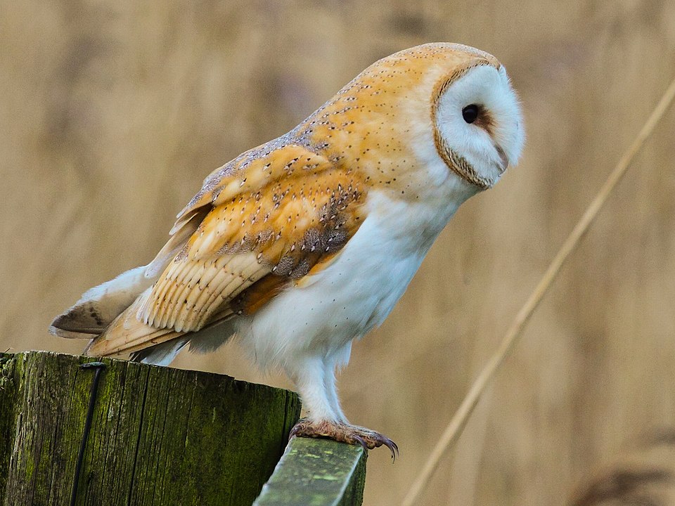 Tyto Alba