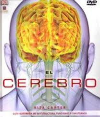 Cerebro humano