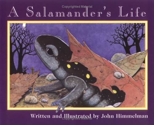 A Salamander's Life cover