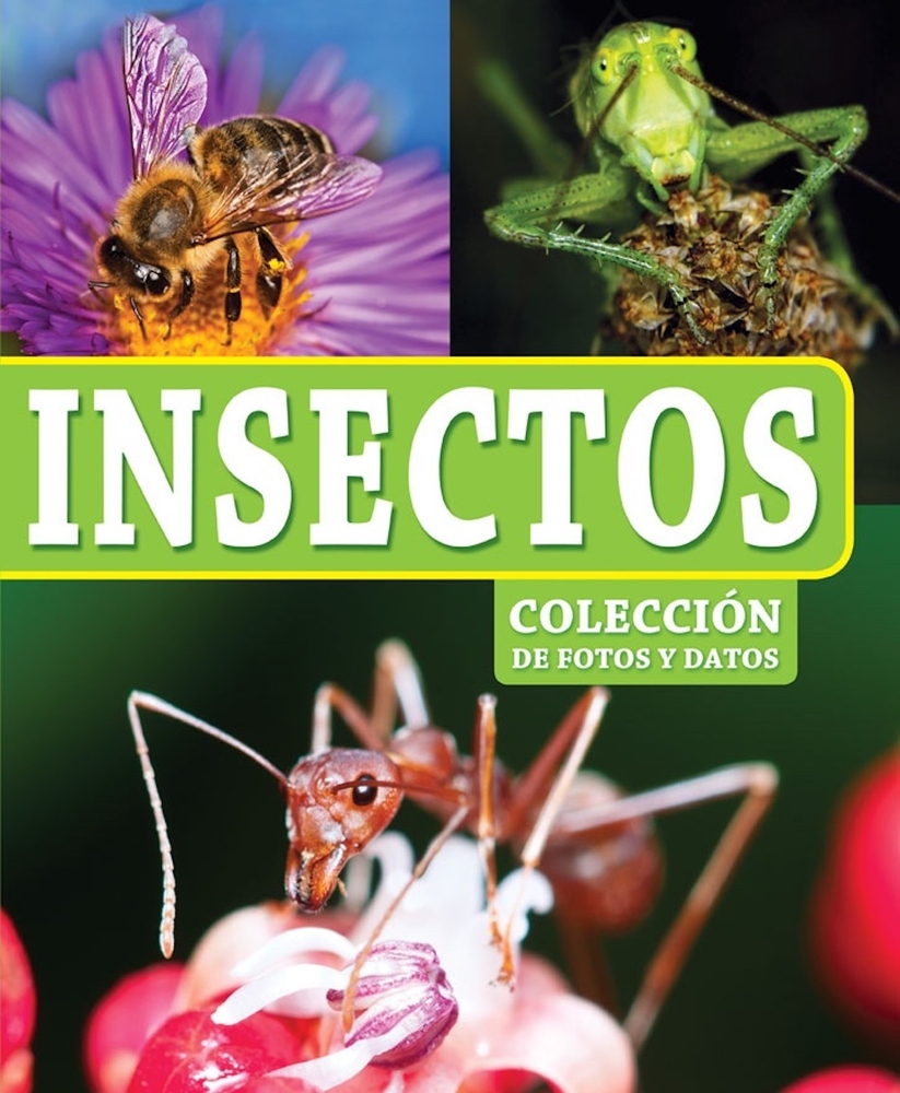 Insectos cover