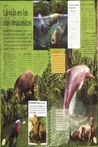 La amazonia animales y plantas cover