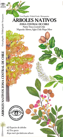 Árboles nativos zona central de chile