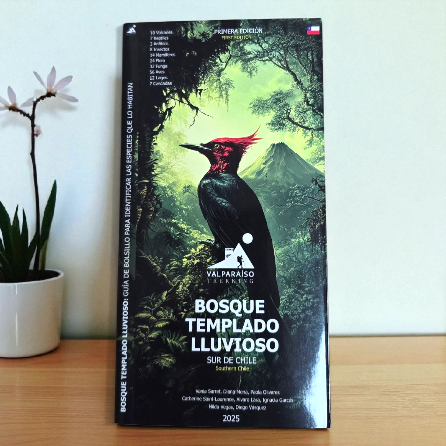 Bosque Templado Lluvioso Sur de Chile cover
