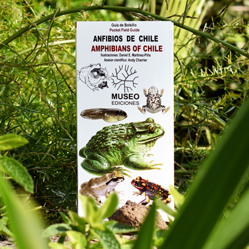 Anfibios de Chile/Amphibians of Chile