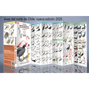 Aves del norte de Chile/Bird of Northern Chile