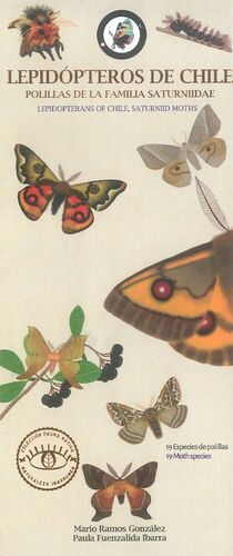 Lepidópteros de Chilepolillas de la familia saturniidae / Lepidopterans of Chile, Saturniid Moths cover