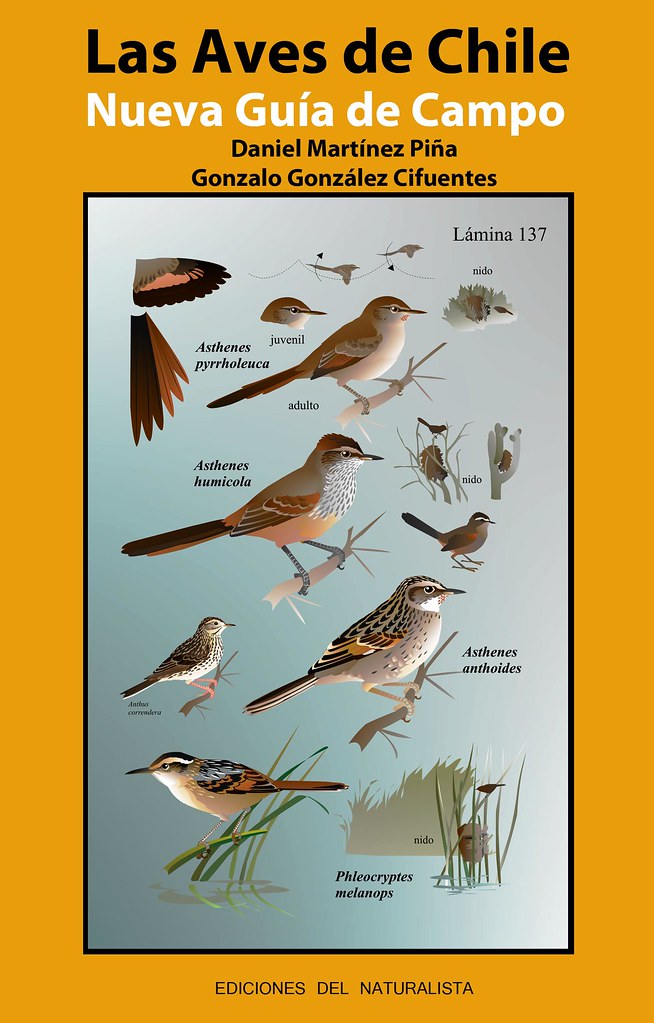 Las aves de Chile nueva guía de campo